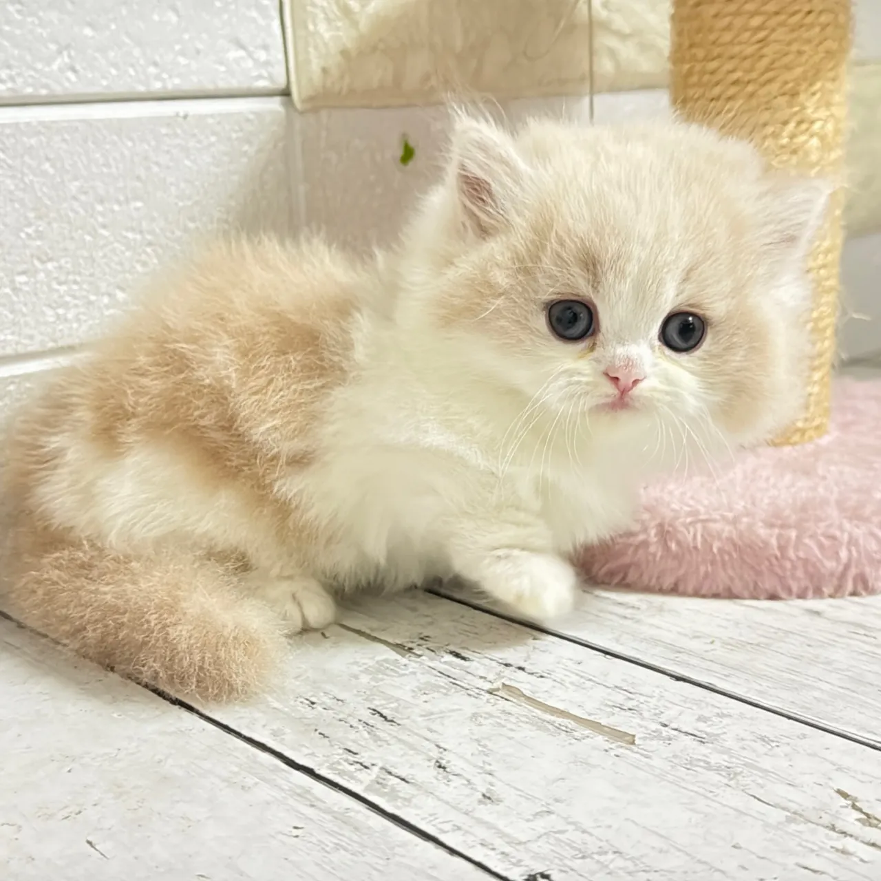 🐾あざと可愛い極短足ミヌエットちゃん💓【家族募集中】