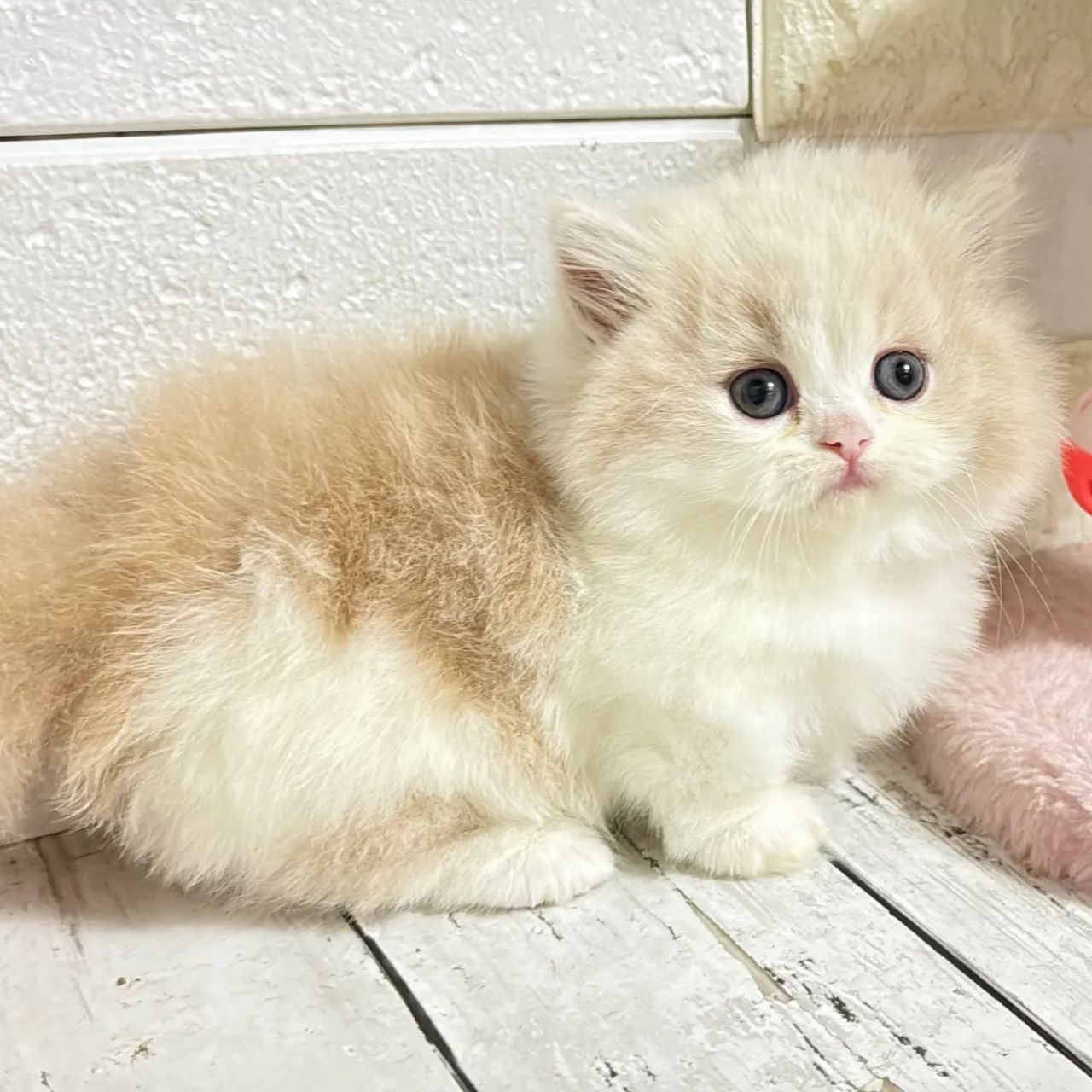 🐾あざと可愛い極短足ミヌエットちゃん💓【家族募集中】