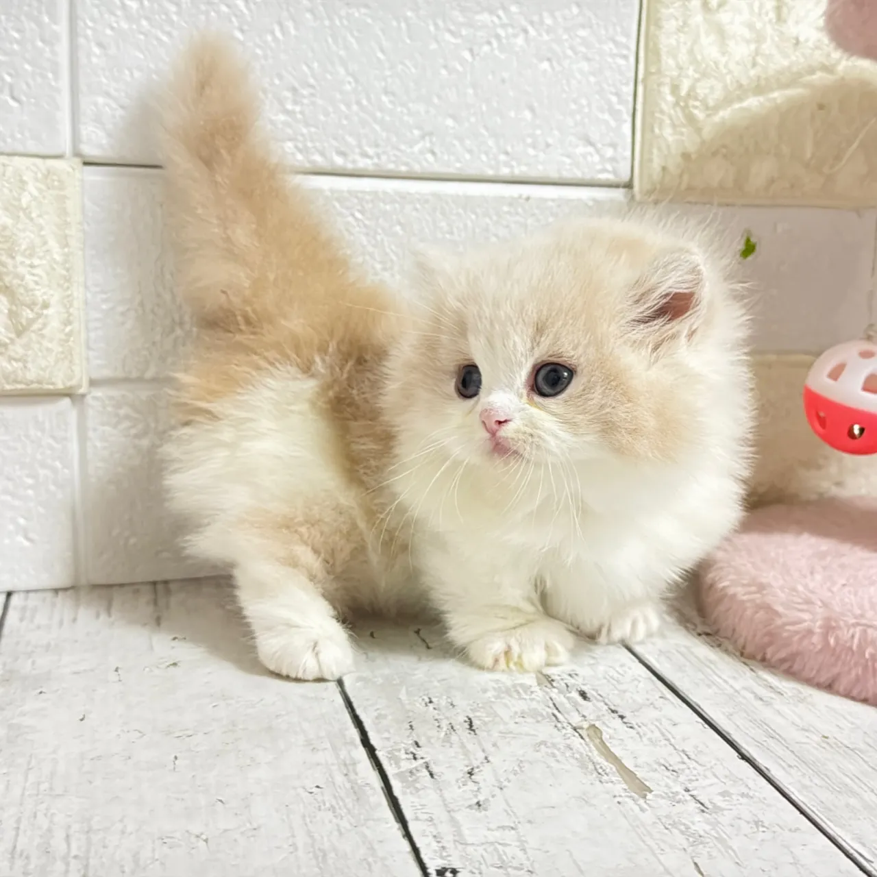 🐾あざと可愛い極短足ミヌエットちゃん💓【家族募集中】