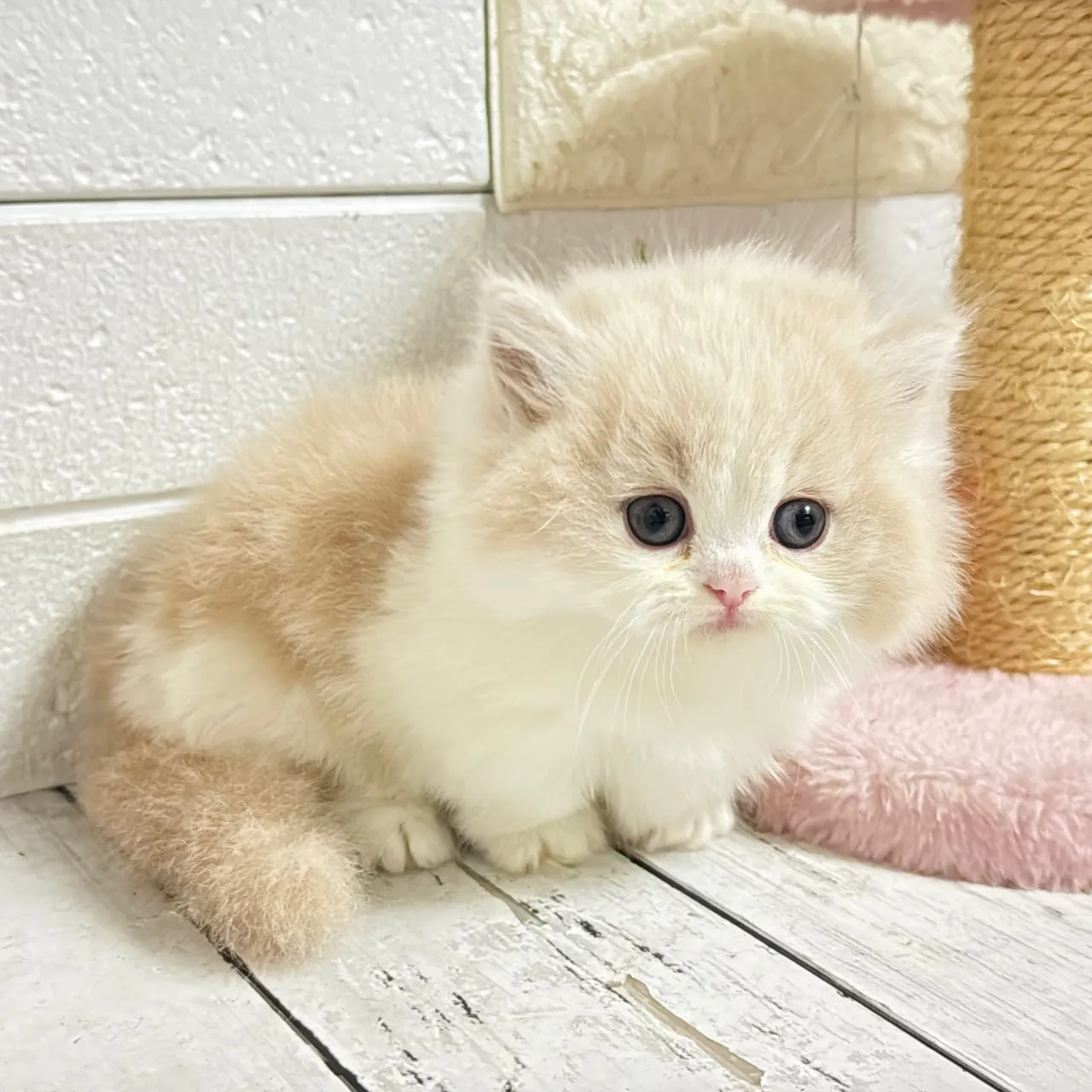 🐾あざと可愛い極短足ミヌエットちゃん💓【家族募集中】