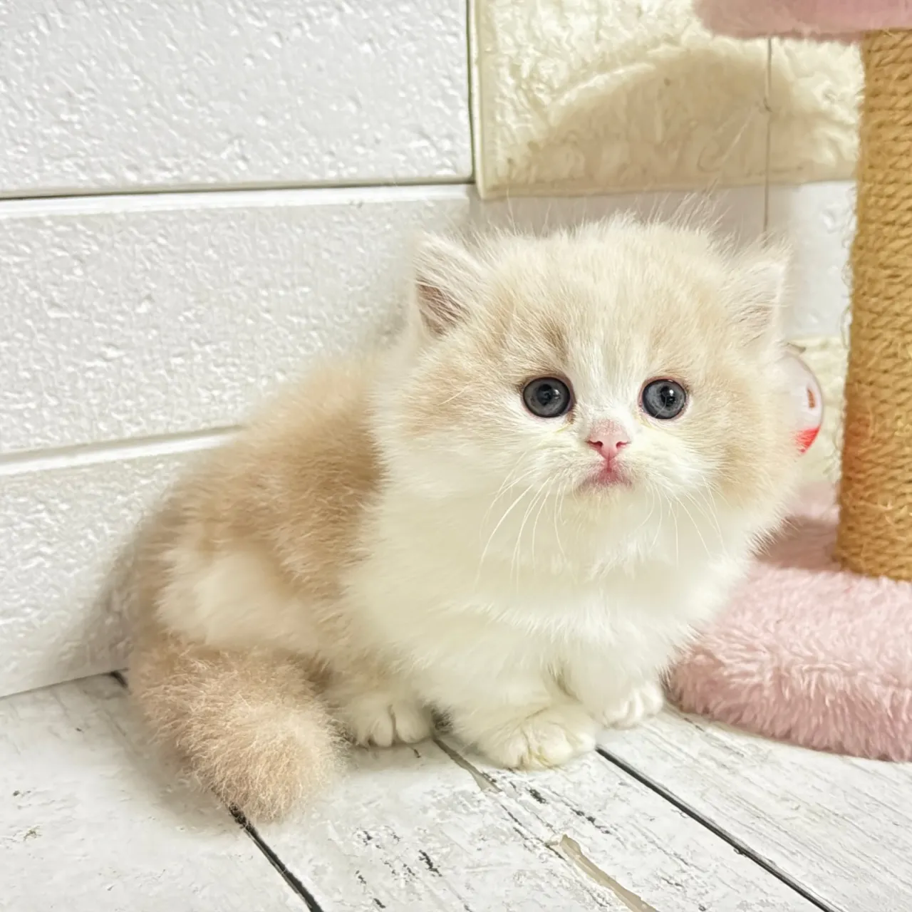 🐾あざと可愛い極短足ミヌエットちゃん💓【家族募集中】