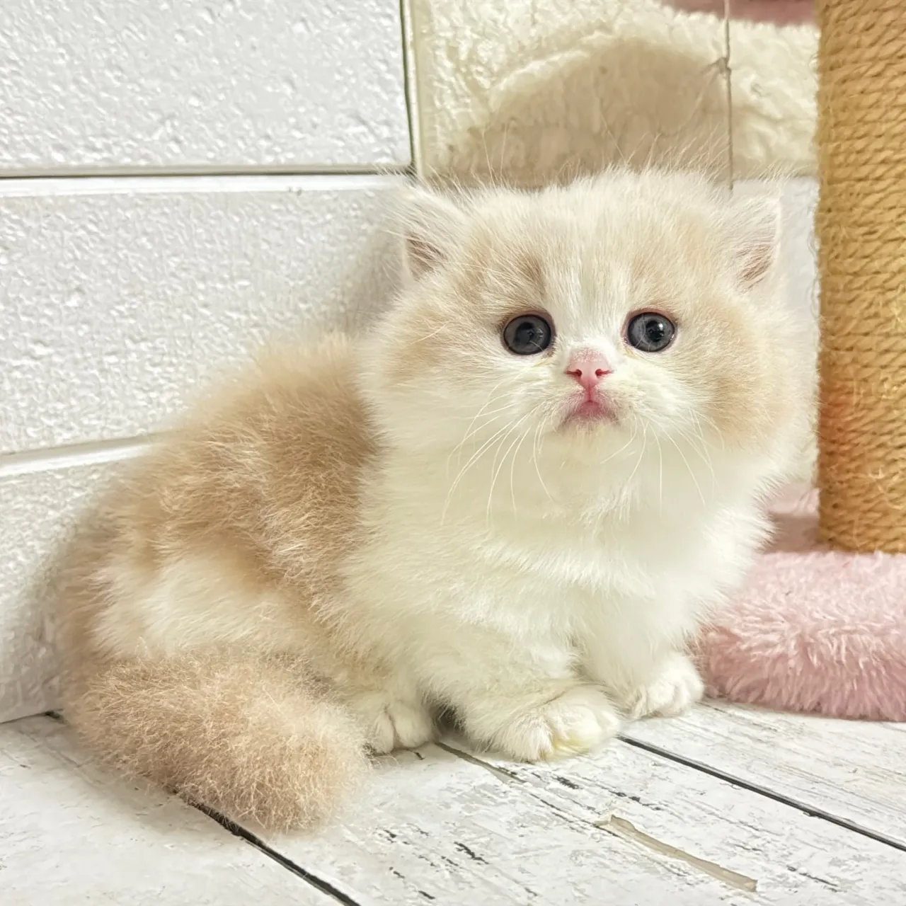 🐾あざと可愛い極短足ミヌエットちゃん💓【家族募集中】