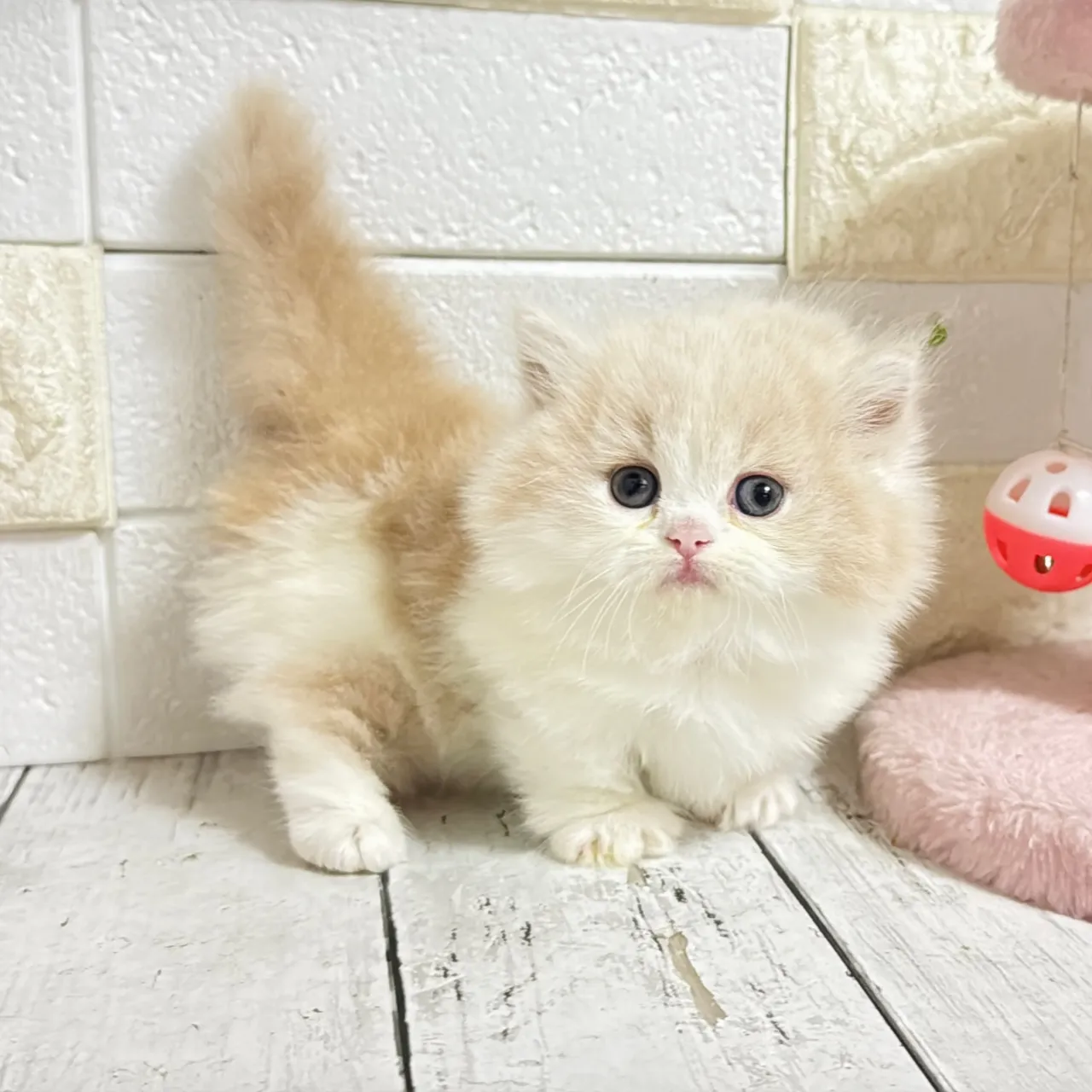 🐾あざと可愛い極短足ミヌエットちゃん💓【家族募集中】