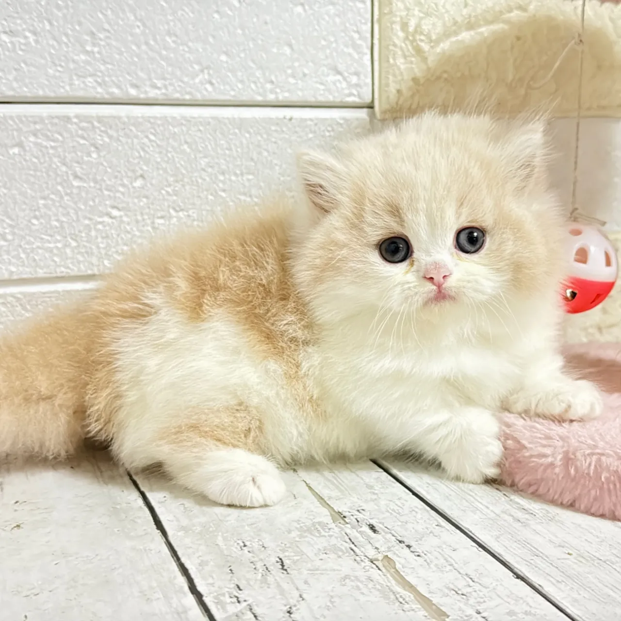 🐾あざと可愛い極短足ミヌエットちゃん💓【家族募集中】