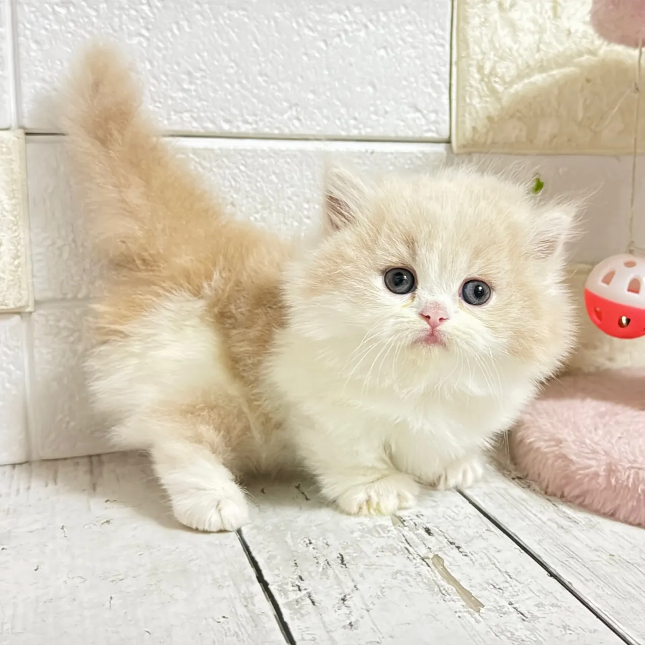 🐾あざと可愛い極短足ミヌエットちゃん💓【家族募集中】