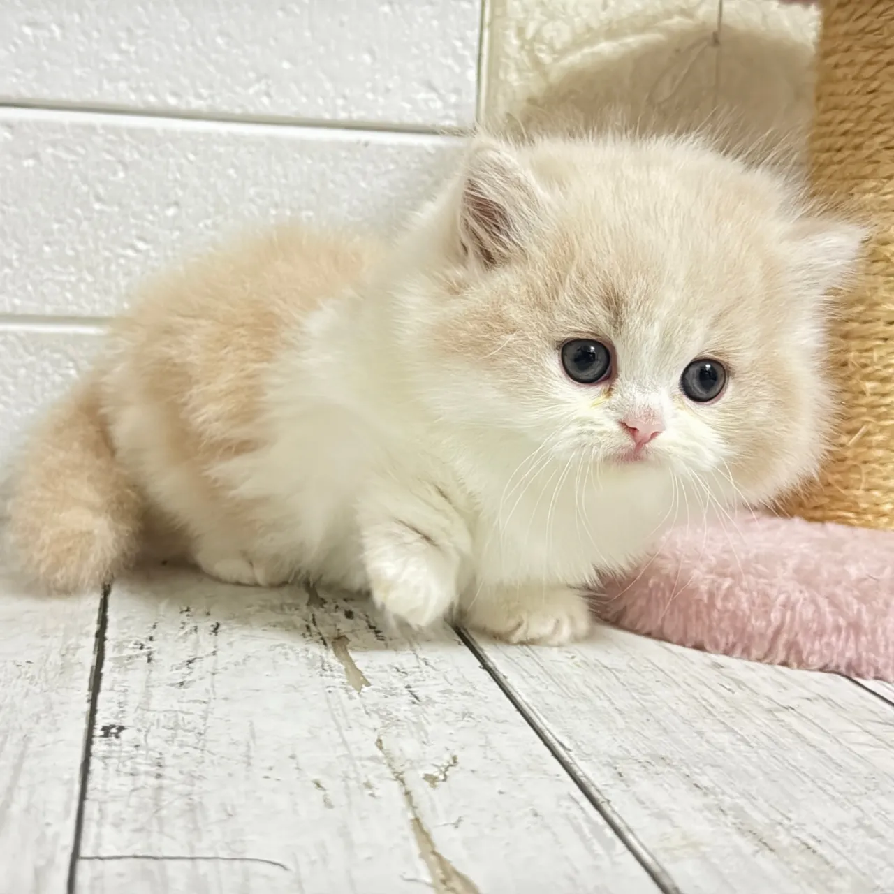 🐾あざと可愛い極短足ミヌエットちゃん💓【家族募集中】