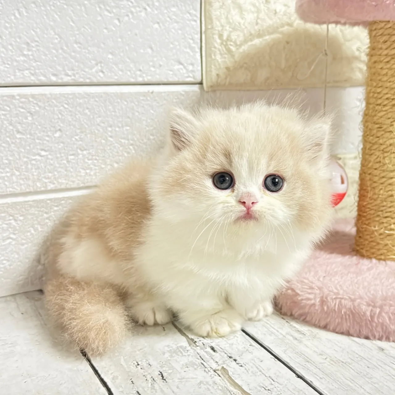 🐾あざと可愛い極短足ミヌエットちゃん💓【家族募集中】