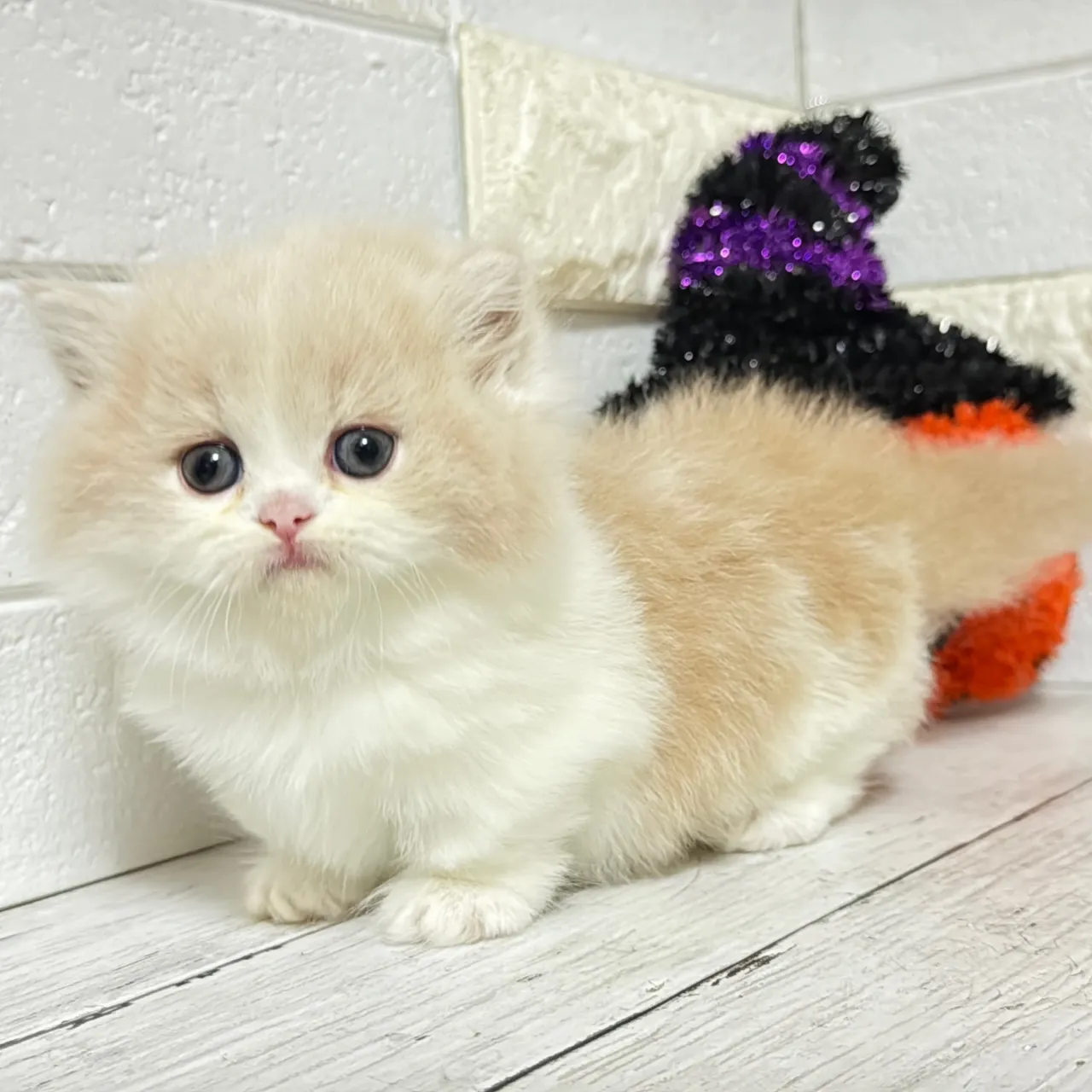 🐾あざと可愛い極短足ミヌエットちゃん💓【家族募集中】