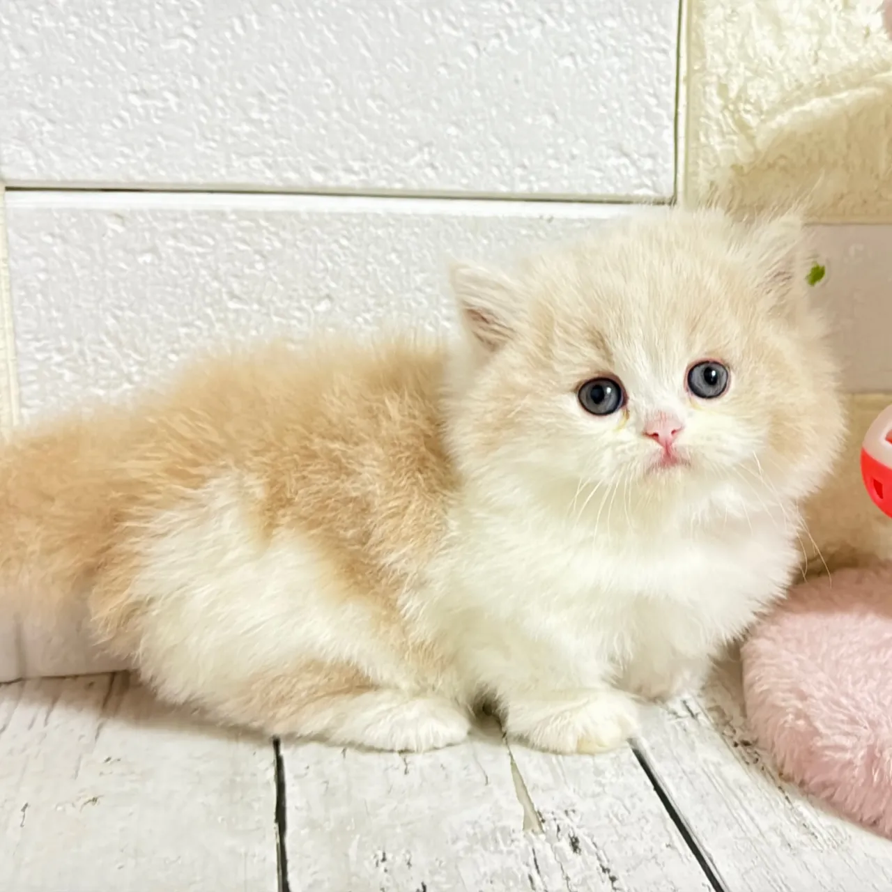 🐾あざと可愛い極短足ミヌエットちゃん💓【家族募集中】