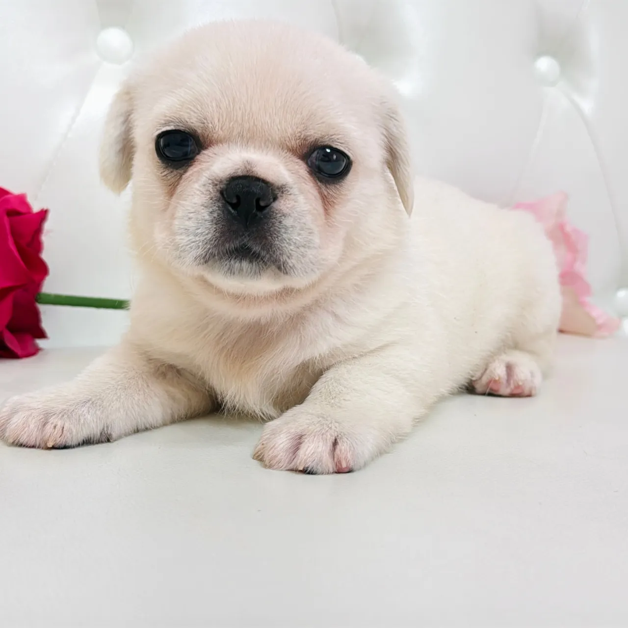 🐾 フレンチブルドッグとペキニーズの赤ちゃんご家族さま募集中...