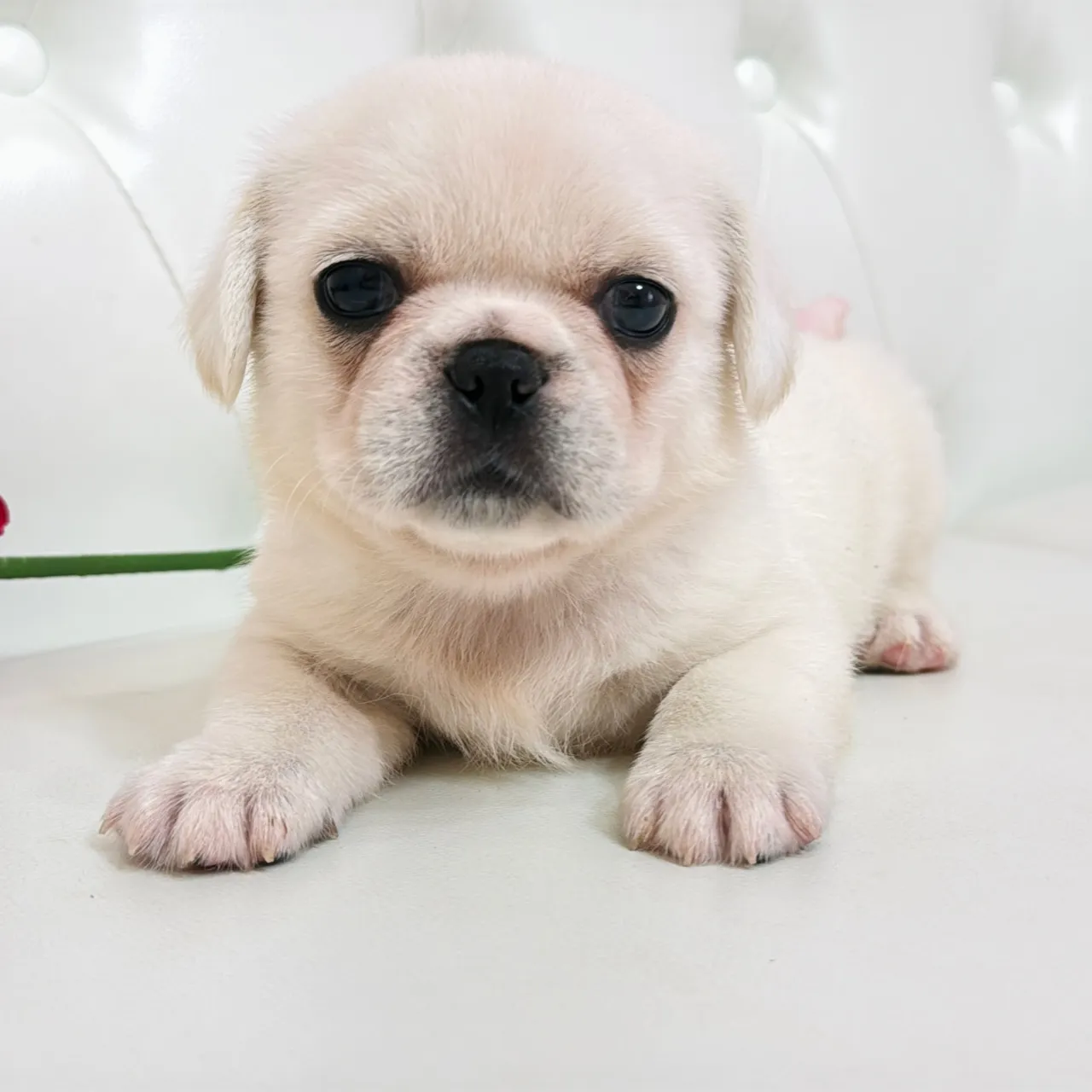 🐾 フレンチブルドッグとペキニーズの赤ちゃんご家族さま募集中...