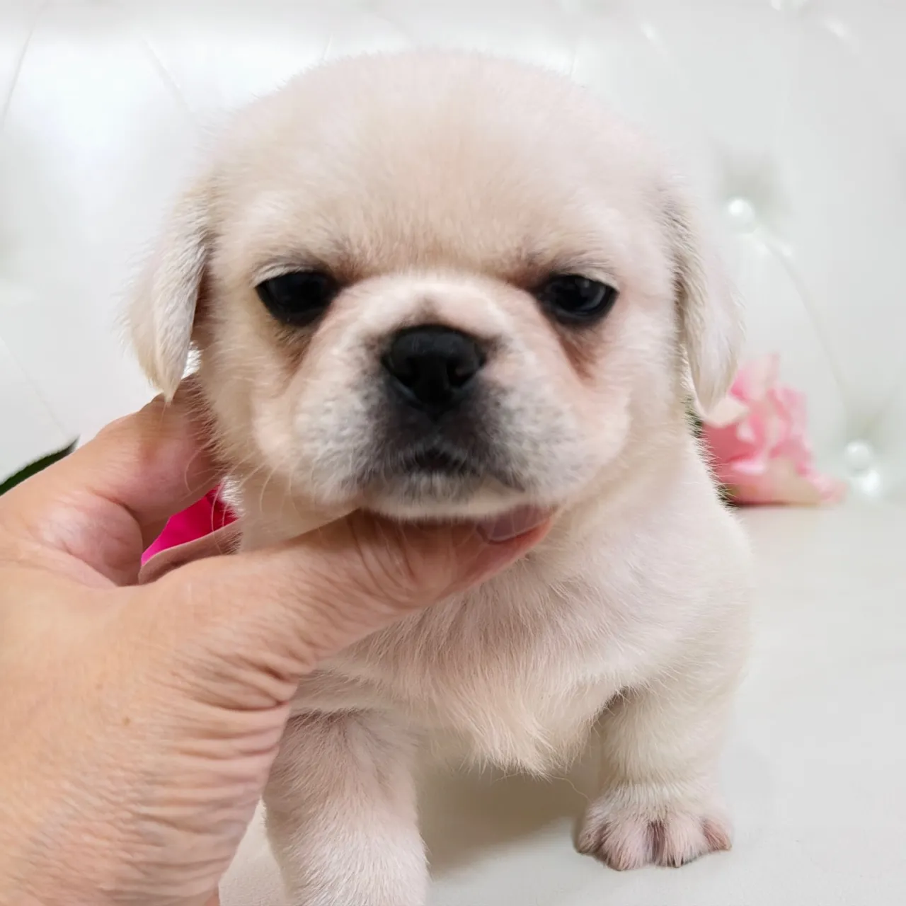🐾 フレンチブルドッグとペキニーズの赤ちゃんご家族さま募集中...