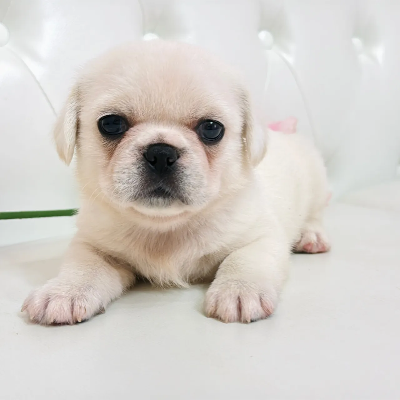 🐾 フレンチブルドッグとペキニーズの赤ちゃんご家族さま募集中...