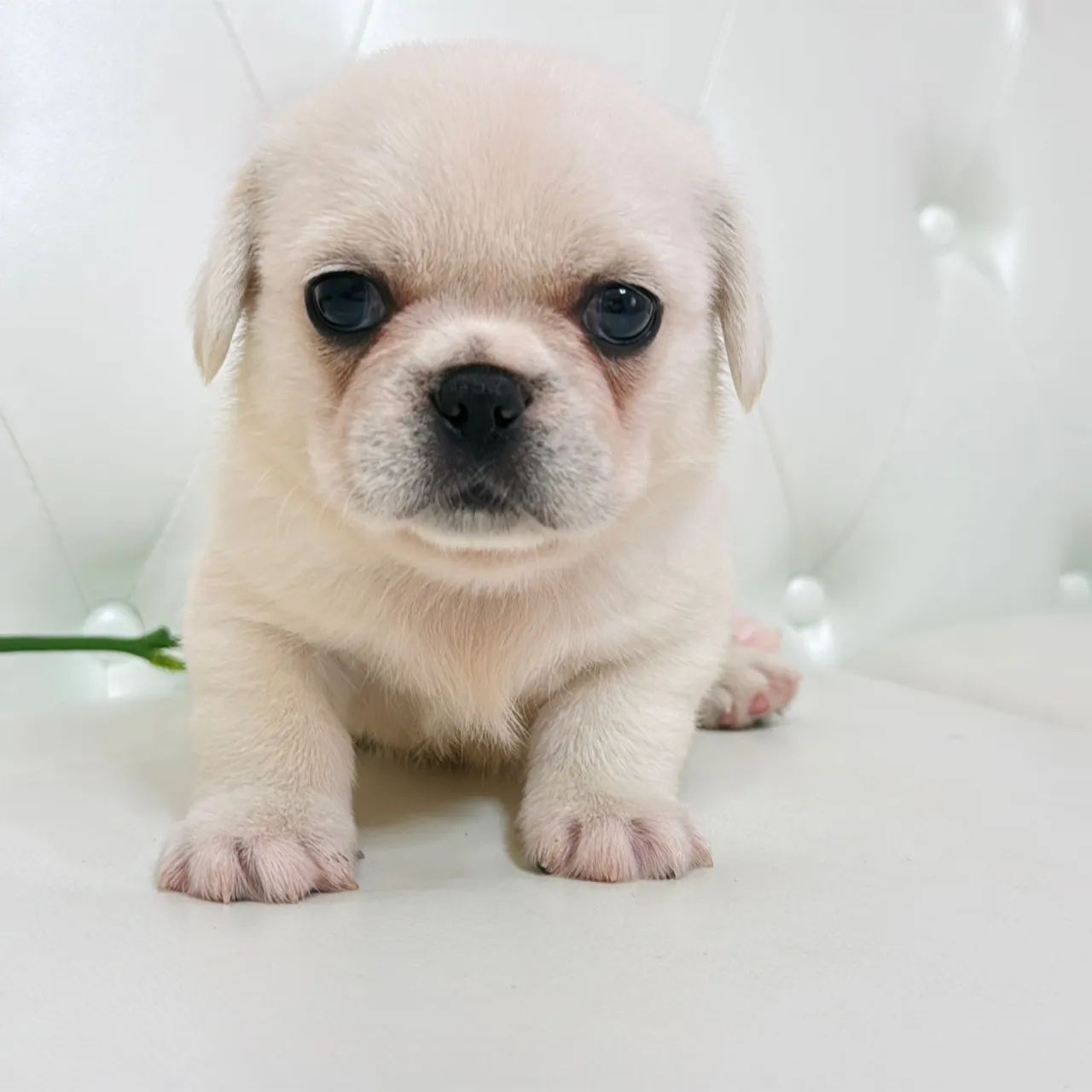 🐾 フレンチブルドッグとペキニーズの赤ちゃんご家族さま募集中...