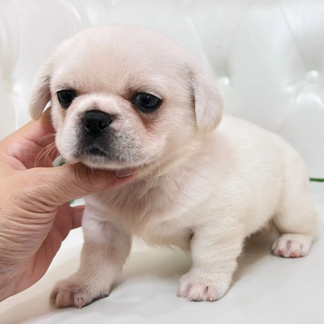 🐾 フレンチブルドッグとペキニーズの赤ちゃんご家族さま募集中...