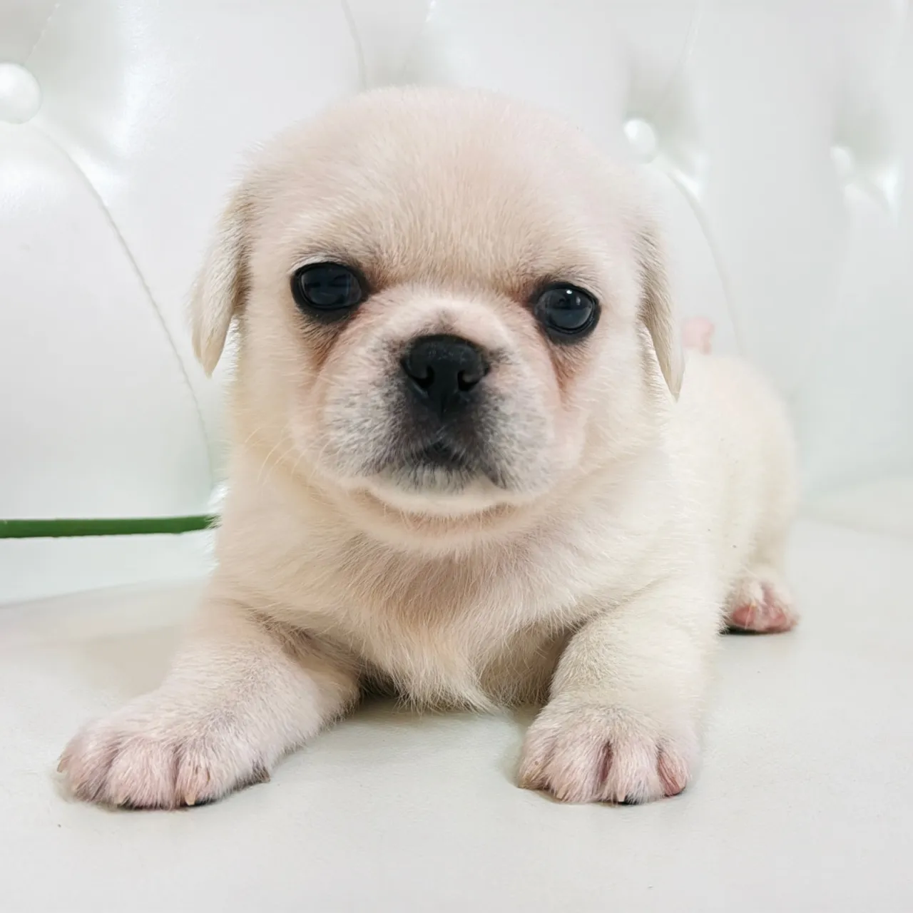🐾 フレンチブルドッグとペキニーズの赤ちゃんご家族さま募集中...