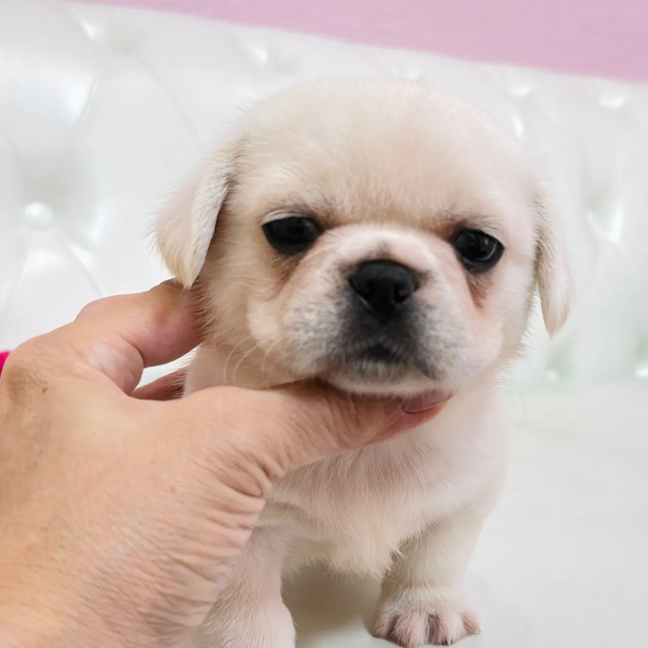 🐾 フレンチブルドッグとペキニーズの赤ちゃんご家族さま募集中...