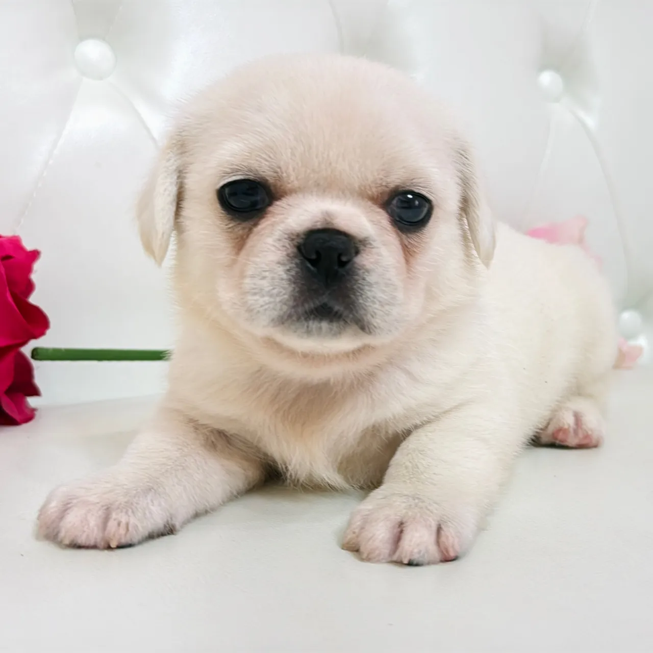 🐾 フレンチブルドッグとペキニーズの赤ちゃんご家族さま募集中...