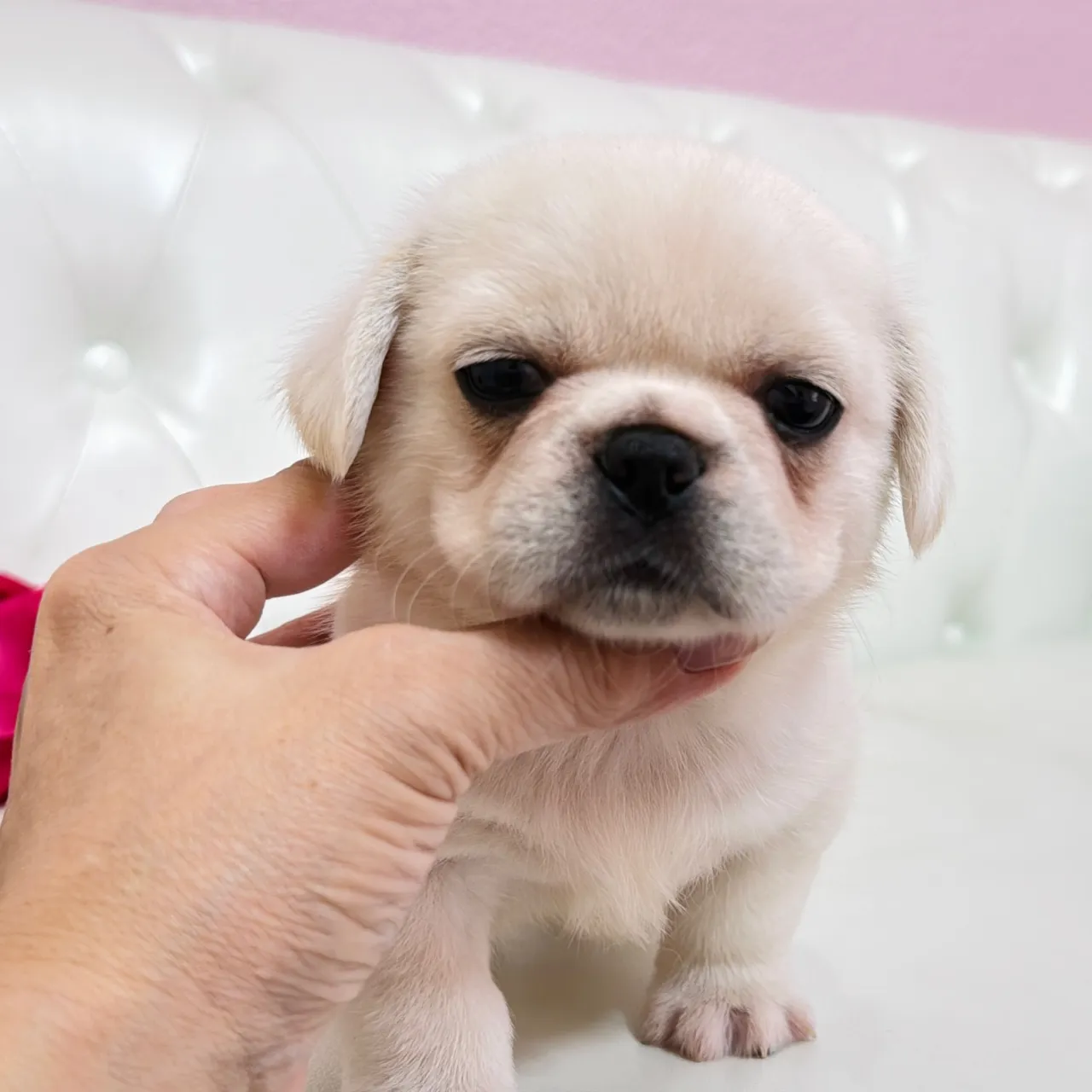 🐾 フレンチブルドッグとペキニーズの赤ちゃんご家族さま募集中...