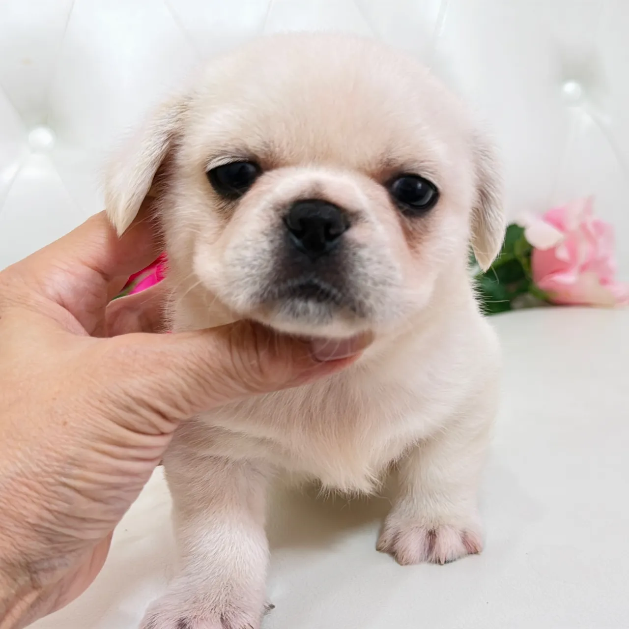 🐾 フレンチブルドッグとペキニーズの赤ちゃんご家族さま募集中...