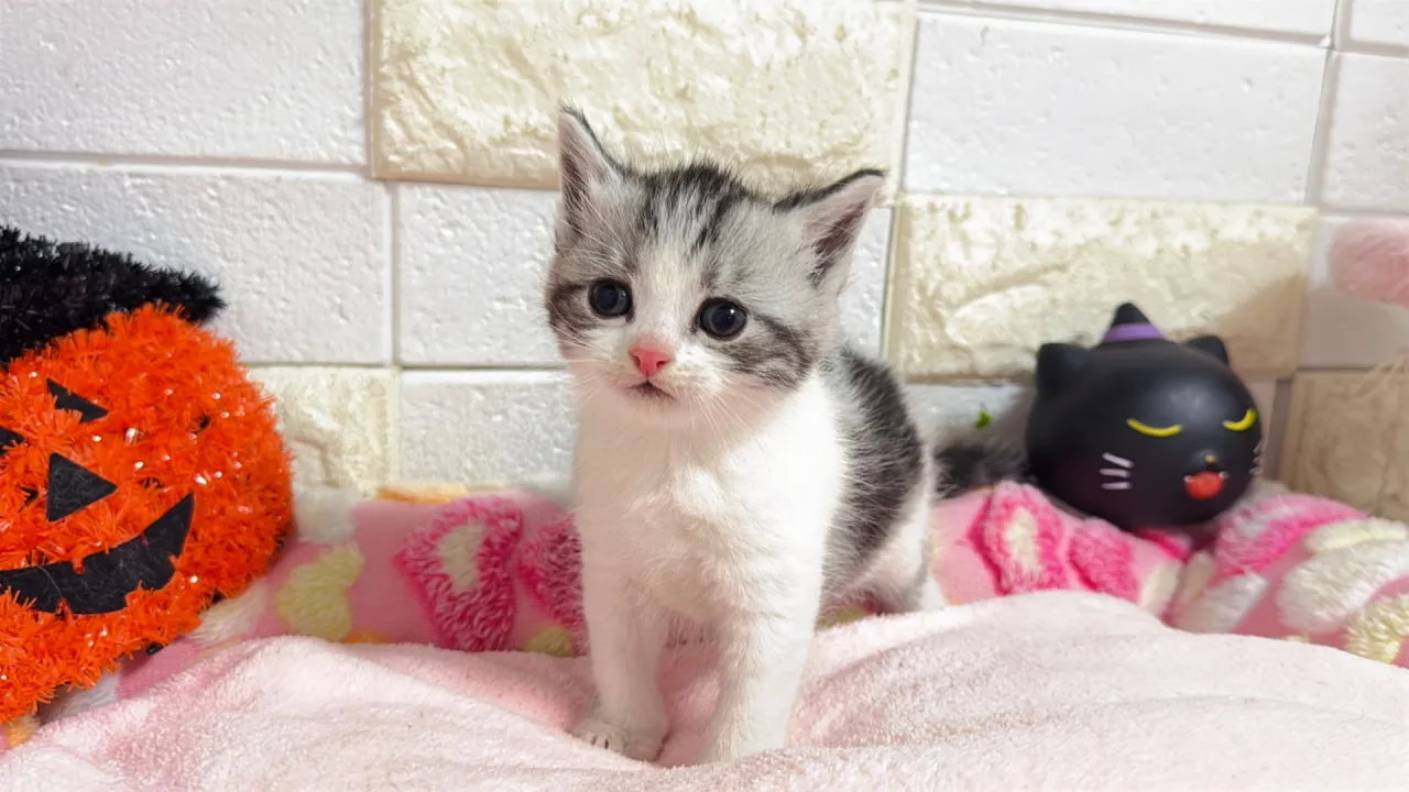20261020133243_1.jpg