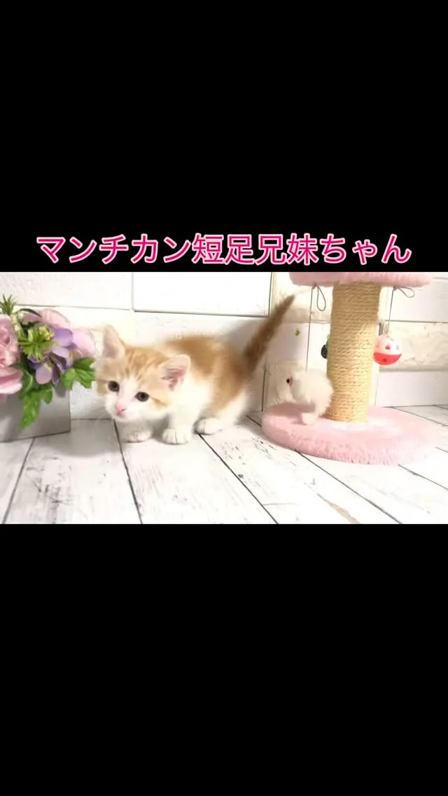 🐾✨マンチカン短足兄妹ちゃんのご紹介です！✨🐾 男の子は人気...