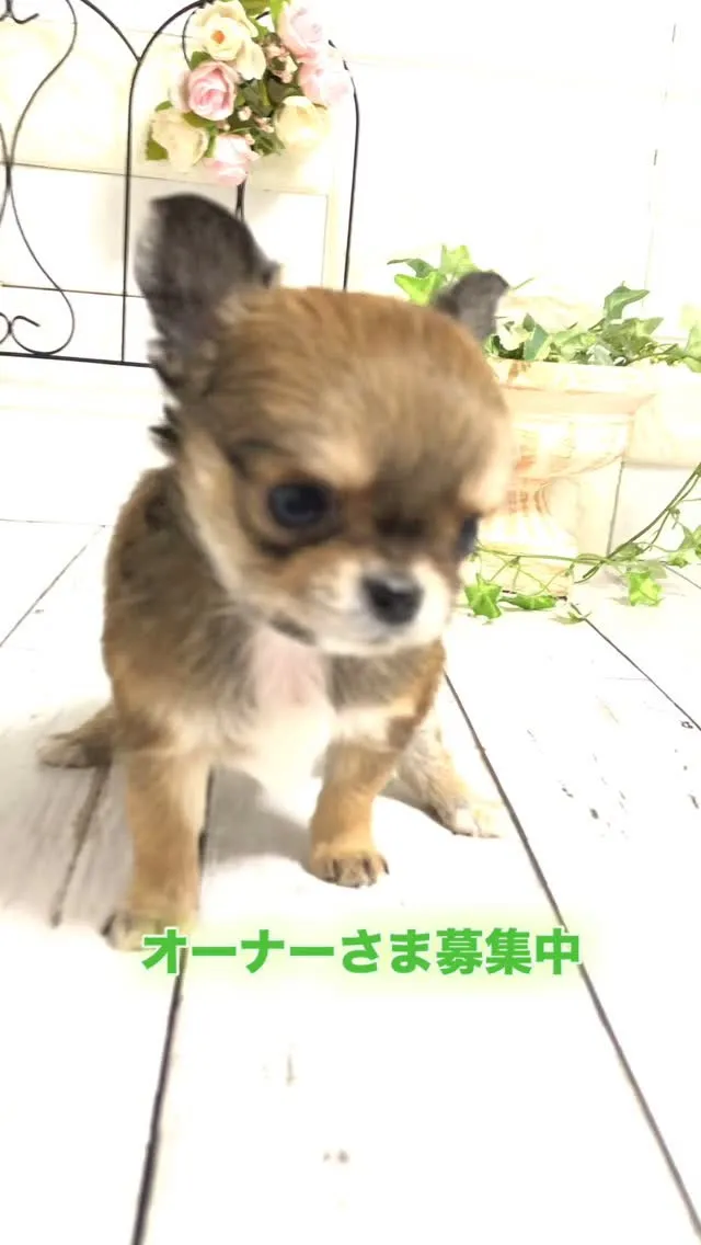 🐶✨埼玉県のパピーランドシェリエからの可愛いお知らせです！🎉...