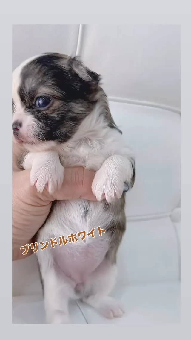 皆さんこんにちは！今日はとっても特別なワンちゃんをご紹介いた...