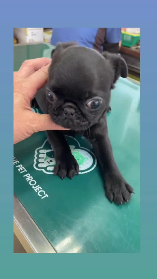 この度、黒パグちゃんの新しいオーナーさまが決まりました！🎉🐾...