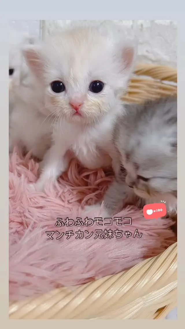 こんにちは、パピーランドシェリエです✨今日は皆さまにとってお...