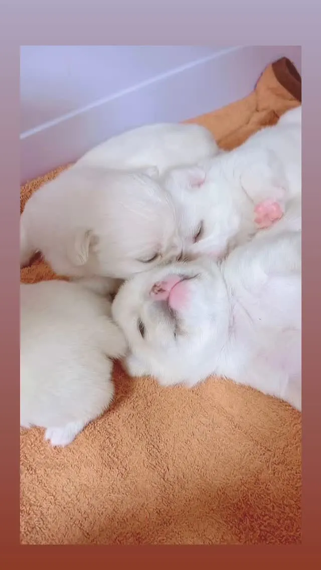 皆さん、こんにちは🐾✨