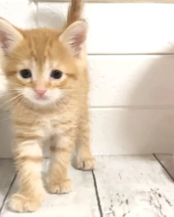 @puppyland_cherie.cat @manchi....