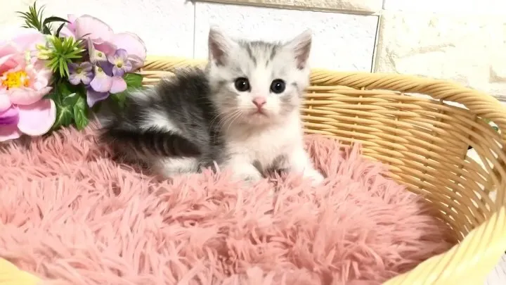 @puppyland_cherie.cat @manchi....