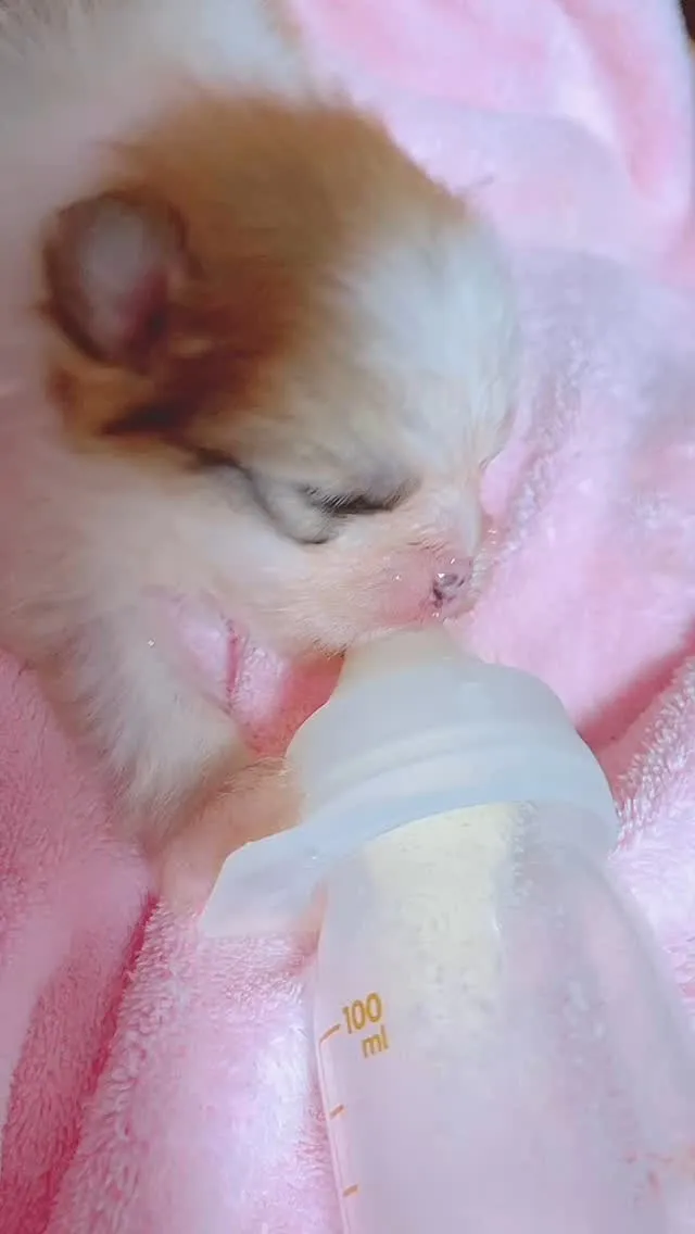 💕パピーランドシェリエへようこそ🐾！ここでまた新たに可愛い赤...