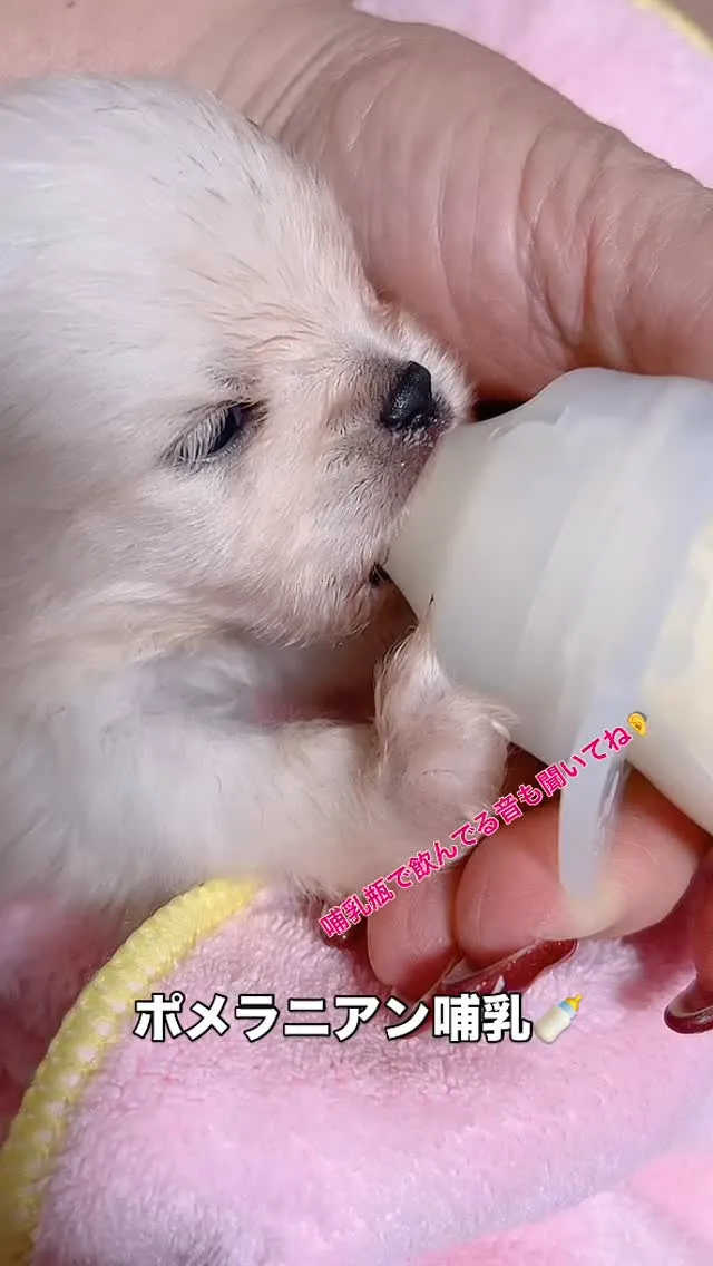 @manchi.chiwawa.shop @puppylan...
