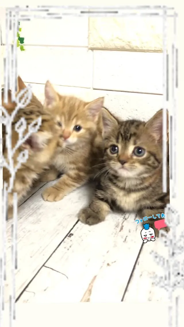 こんにちは！🐾埼玉県深谷市のパピーランドシェリエです🐶✨ 愛...