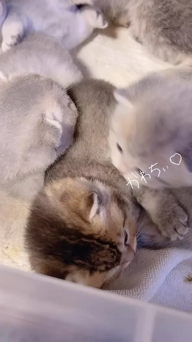 @puppyland_cherie.cat @manchi....