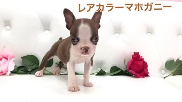 @puppyland_cherie.dog @manchi....