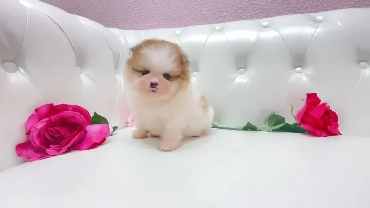 @manchi.chiwawa.shop @puppylan...
