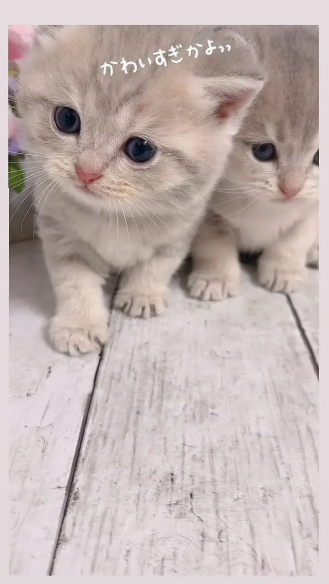 ✨こんにちは、猫好きの皆様！✨今日は特別なご案内です🌟。