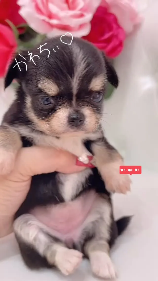 🐾✨新しい家族をお迎えしませんか？✨🐾