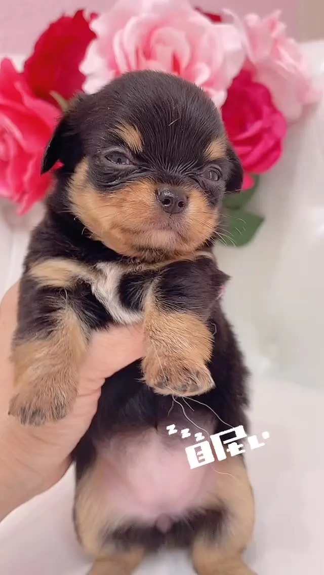 @manchi.chiwawa.shop @puppylan...