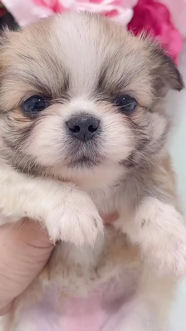 🐾 お残し候補ちゃんのお披露目 🐾