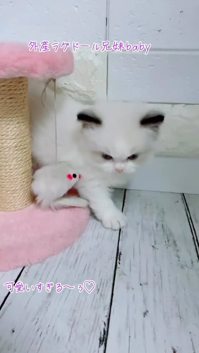 ラグドール/埼玉ブリーダー/パピーランドシェリエ