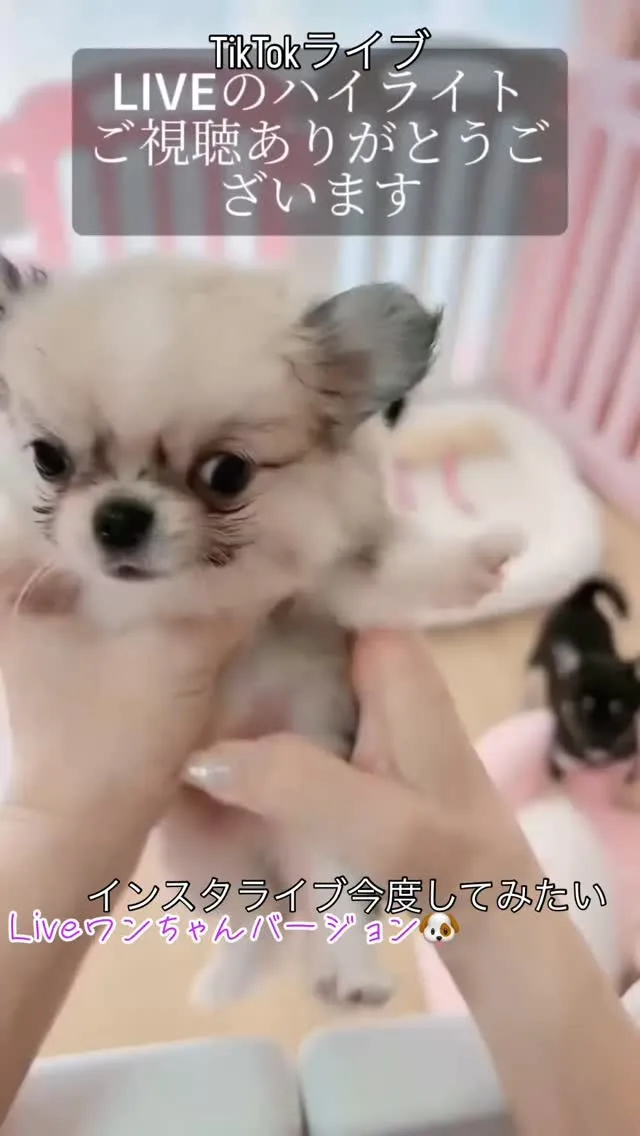 新しい家族をお迎えする準備はできていますか？🐶💕 とびきり可...