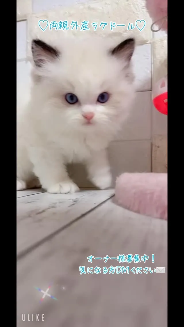 こんにちは、猫好きの皆様🐱❤️！私たちは愛情たっぷりに育てた...