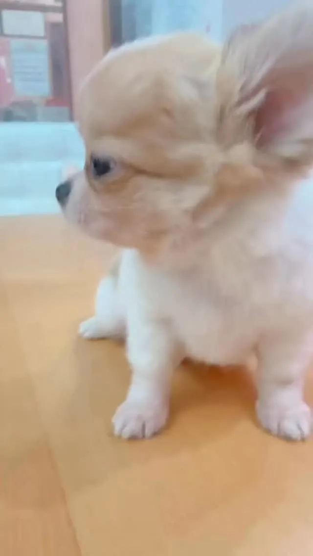 チワワ/埼玉ブリーダー/パピーランドシェリエ