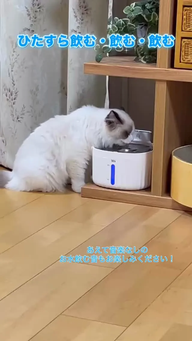 可愛すぎるマイキーくんのひたすらお水を飲み動画🎥自動給水器を...