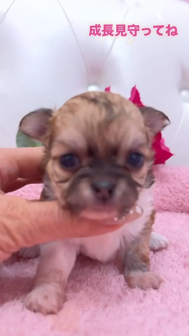 埼玉ブリーダー/木部泉/チワワ