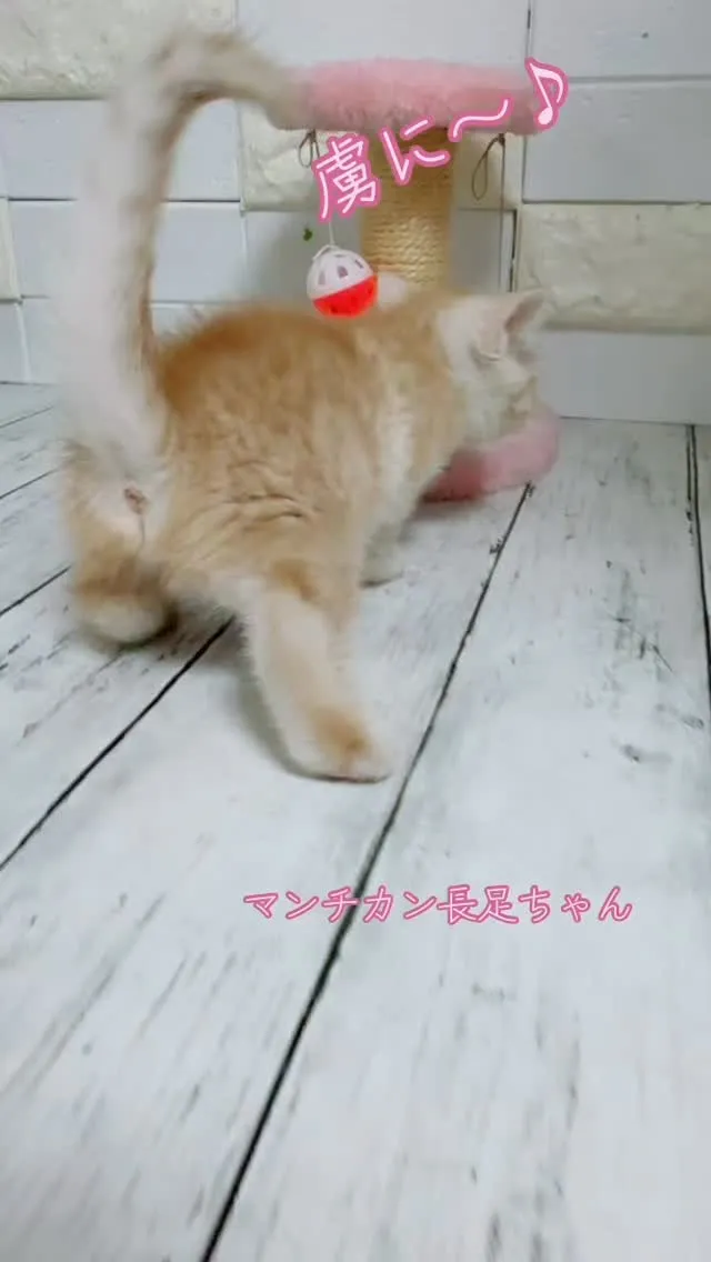 マンチカン/埼玉キャッテリー/パピーランドシェリエ